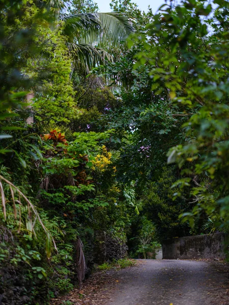 İriomote adasındaki sonai bölgesi.