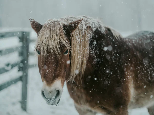 Dosanko Atı Kış Otlağında — Stok fotoğraf