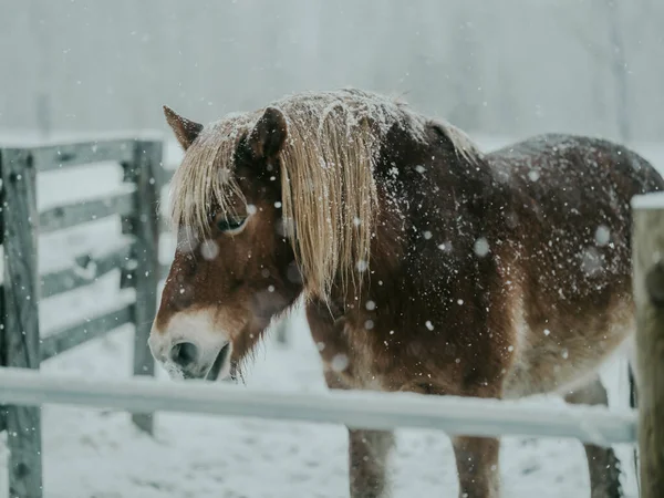 Dosanko atı kış otlağında