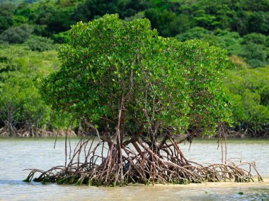 İriomote adasında ilmek kökü mangrov ağacı 
