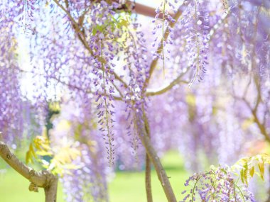 Bahar Japonya 'sında Wisteria çiçekleri