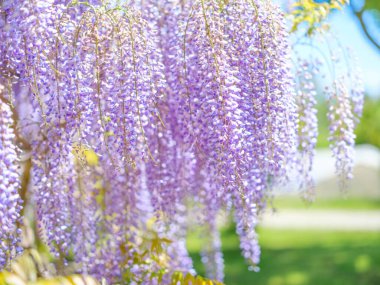Bahar Japonya 'sında Wisteria çiçekleri