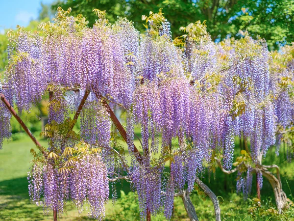 Wisteria flowers in spring Japan