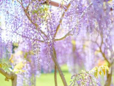 Bahar Japonya 'sında Wisteria çiçekleri