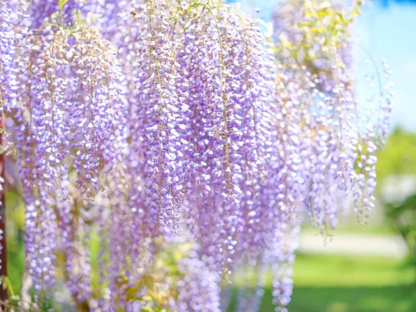 Wisteria flowers in spring Japan