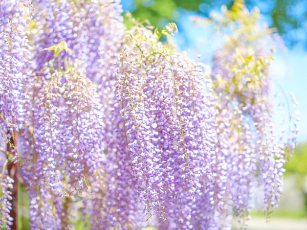 Wisteria flowers in spring Japan