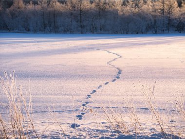 Kar tarlasında ayak izi