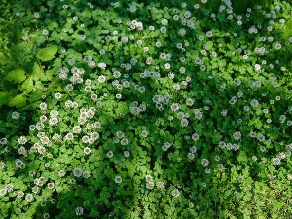 Trébol Blanco Hierba Verde —  Fotos de Stock