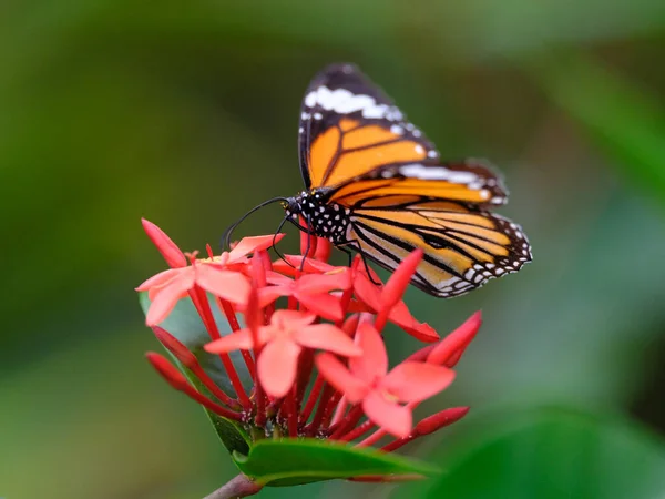 Danaus Genutia Flower — Stock Photo, Image