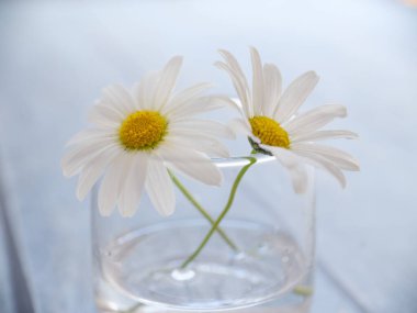 ahşap masa üzerinde beyaz çiçek