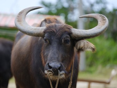 İriomote adasında bufalo yükü