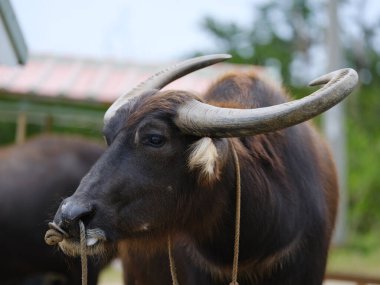 İriomote adasında bufalo yükü