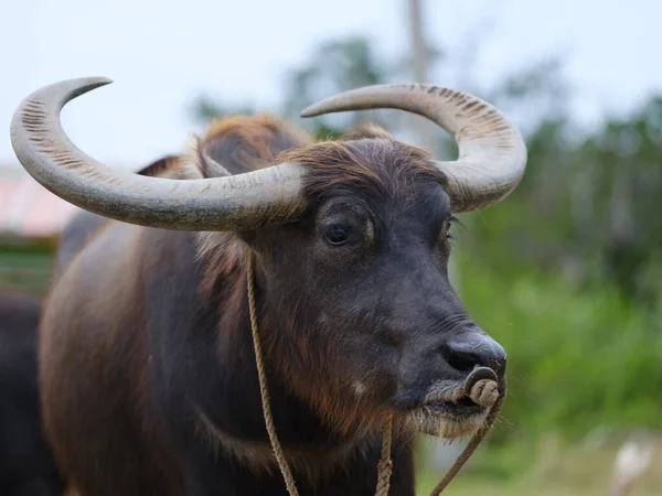 Wasserbüffelfracht Auf Iriomote Insel — Stockfoto