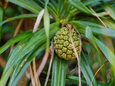 Pandanus odoratissimus Iriomote Adası