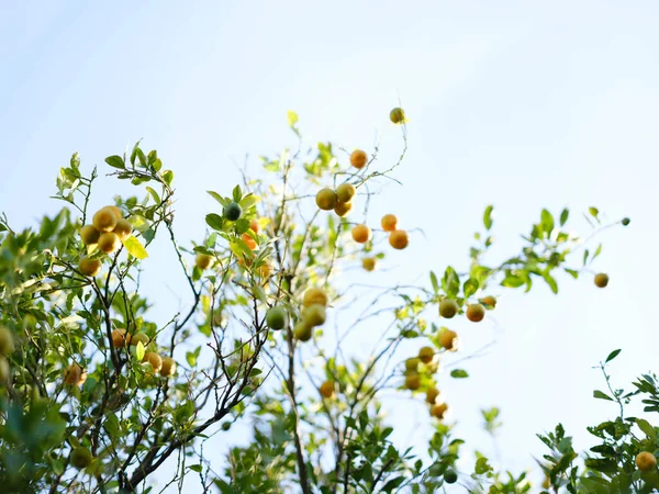 油麻岛上的橙子 — 图库照片