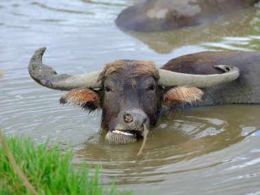 İriomote adasında bufalo yükü