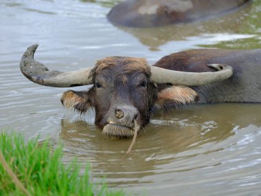 İriomote adasında bufalo yükü