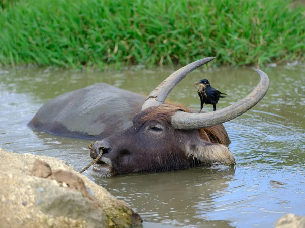 Wasserbüffelfracht Auf Iriomote Insel — Stockfoto