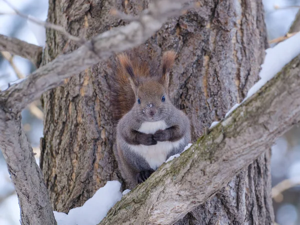 Esquilo Inverno Hokkaido — Fotografia de Stock