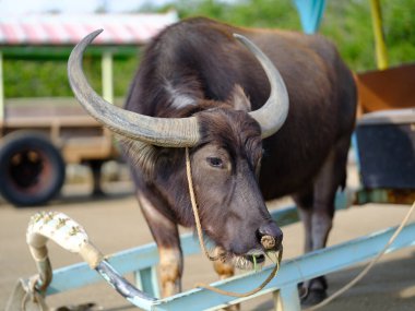 İriomote adasında bufalo yükü