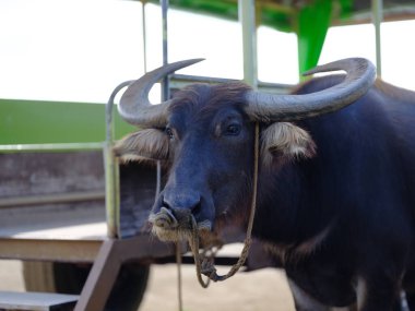 İriomote adasında bufalo yükü