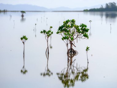 Genç mangrov su iriomote adasında