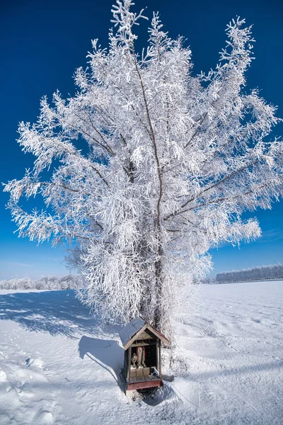 Buz Kaplı Ağaç Mavi Gökyüzü — Stok fotoğraf