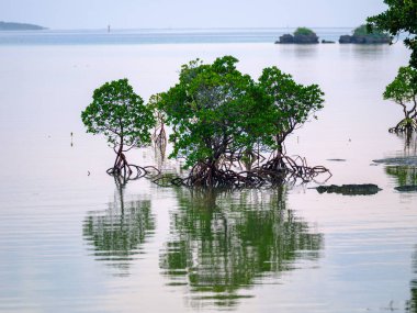 İriomote adasındaki mangrov ormanı.
