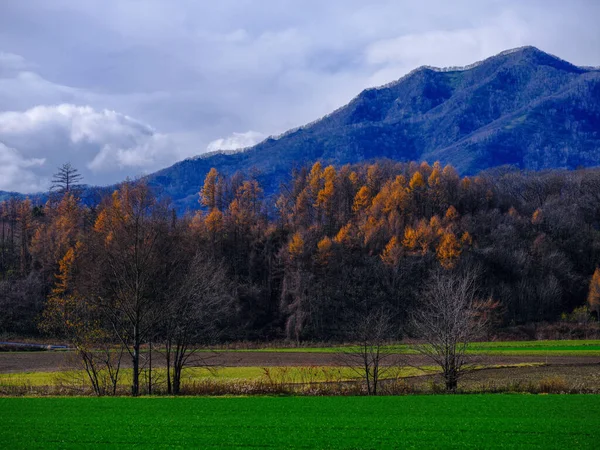 Windproof Forest Autumn Hokkaido — Stock Photo, Image