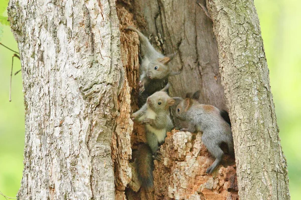 Hermanos Ardilla Árbol — Foto de Stock