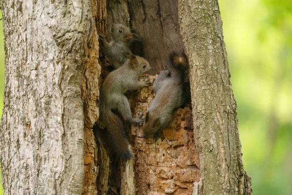 Hermanos Ardilla Árbol —  Fotos de Stock