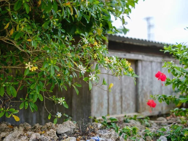 Taketomi Adası Nın Eski Bir Kasabası — Stok fotoğraf