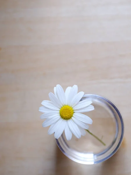 Flor Blanca Sobre Mesa Madera — Foto de Stock