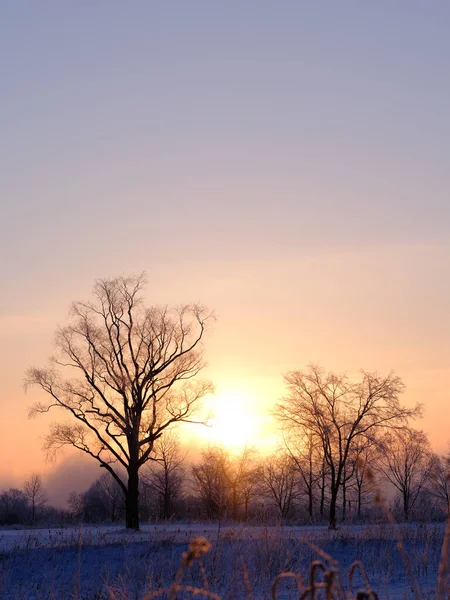Sunrise Tree Winter Hokkaido — Fotografia de Stock