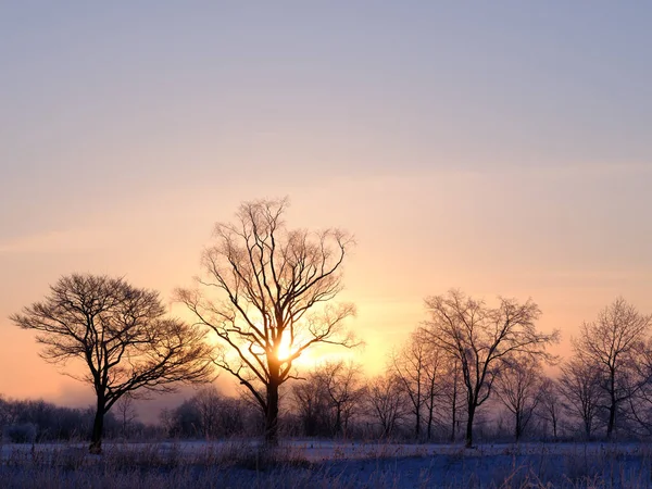 Sunrise Tree Winter Hokkaido — Fotografia de Stock
