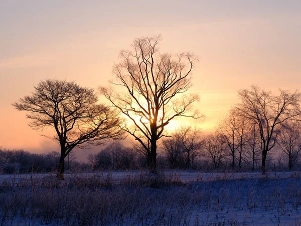 Sunrise Tree Winter Hokkaido —  Fotos de Stock