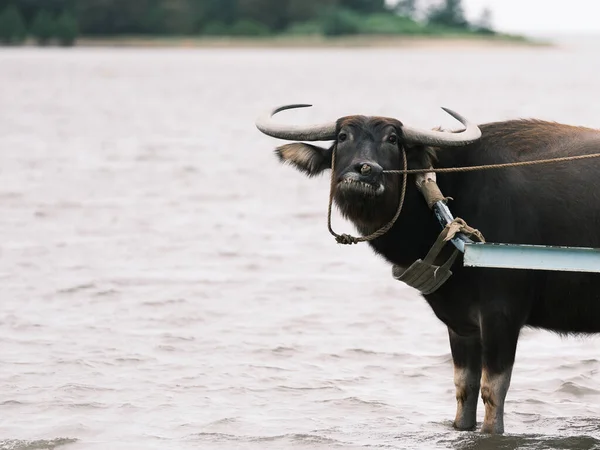油麻岛上的水牛货物 — 图库照片