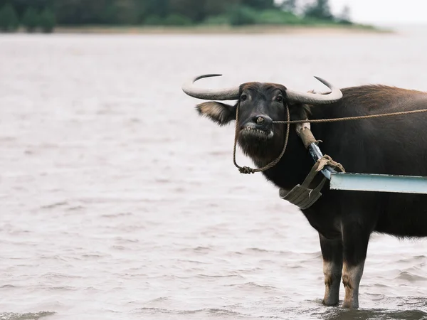 Water Buffalo Cargo Iriomote Island —  Fotos de Stock