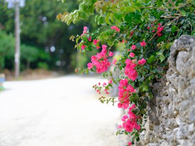 Taketomi Adası 'nın eski bir kasabası