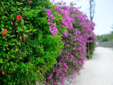 Taketomi Adası 'nın eski bir kasabası