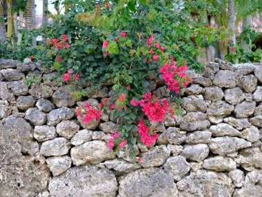 Taketomi Adası 'nın eski bir kasabası