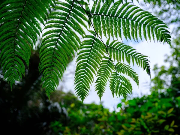 Selva Floresta Tropical Ilha Ishigaki — Fotografia de Stock