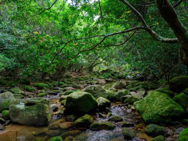İriomtoe adasındaki kuş beyinli nehir ormanı.
