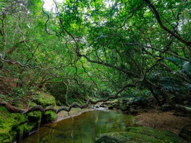 İriomtoe adasındaki kuş beyinli nehir ormanı.