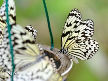 İriomote adasında fikir lökositi