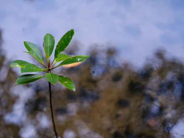 Junge Mangrove Auf Iriomote Insel — Stockfoto