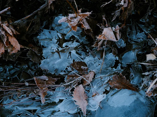 Dött Gräs Vintern Hokkaido — Stockfoto