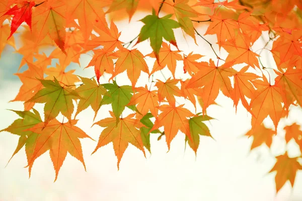 Herfstbladeren Hokkaido Japan — Stockfoto