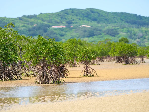 Mangrove Racines Boucle Sur Île Iriomote — Photo