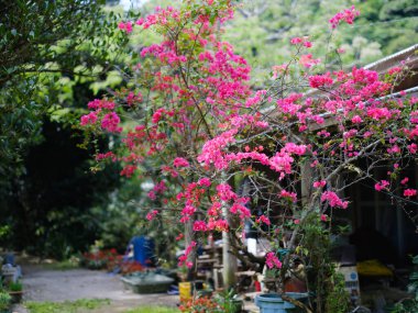 Iriomote Adası 'nın Funauki ilçesi